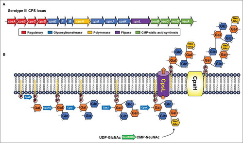 Figure 3. Representative Wzx/Wzy-dependent capsular polysaccharide (CPS) biosynthesis pathway in the group B streptococcal serotype III. (A) Serotype III cps gene organization and putative functions of the gene products.Citation37 (B) Biochemical steps during the CPS synthesis. Galactose-1-phosphate is initially transferred to an undecaprenyl-phosphate by CpsE and the repeat unit is rapidly assembled by glycosyltransferases. Individual repeat units are translocated across the cytoplasmic membrane by flippase (cpsL) and linked to form lipid-linked CPS by polymerase (cpsH).