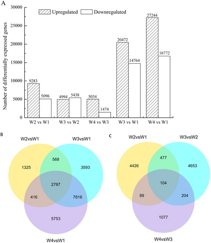 Figure 2. Number of differentially expressed genes in A. aphylla seeds at various germination stages and pair-wise comparisons. (A) Histograms showing the numbers of up- and downregulated genes in different pair-wise comparisons; (B) A Venn diagram comparing the possible relationships and number of downregulated genes in W1 vs. W2, W3, and W4 germination processes; and (C) A Venn diagram comparing the possible relationships and number of continuously downregulated genes in W2 vs. W1, W3 vs. W2, and W4 vs. W3.