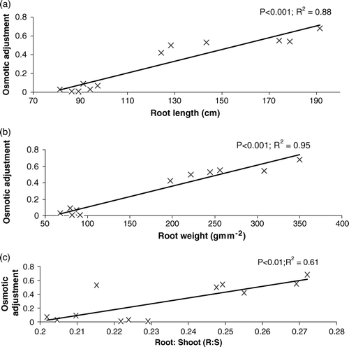 Figure 6.  The response of (a) root length (cm) (b) root weight (gm m−2) (c) root: shoot ratio to the variation in osmotic adjustment across all genotypes under drought regime.