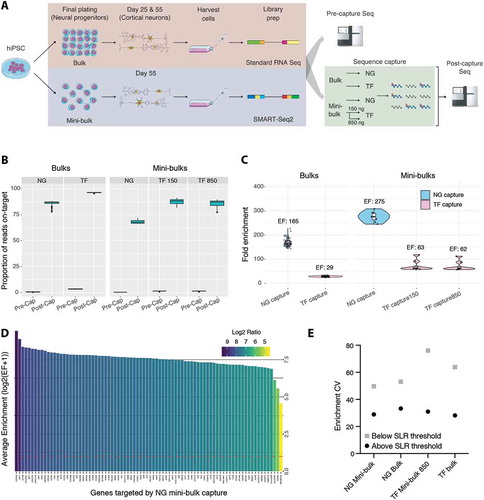 Figure 1. Mini-bulk CaptureSeq targets sequencing to genes of interest. (A) Schematic overview of project. Human-induced pluripotent stem cells (hiPSCs) were differentiated into cortical neurons as described in Volpato et al. [Citation23]. Neural progenitor cells were separated into bulk and mini-bulk plates at the final plating stage. Sequencing libraries were utilized for standard (pre-capture) sequencing and sequence capture. Sequence capture with the NG and TF probe sets was performed on both bulk and mini-bulk samples, with an additional low cDNA (150 ng) hybridization capture performed on a mini-bulk pool with the TF probe set. Post-capture samples were sequenced to evaluate capture performance between bulk and mini-bulk samples. (B) Proportion of on-target reads pre- and post-capture. On-target reads are those overlapped by capture probes. Proportions shown as box plots, error bars span minimum to maximum values. (C) Enrichment of each library by capture. Enrichment factor (EF) is ratio of reads overlapping probe positions pre- and post-capture. Median EF reported. Box plot overlaid with violin plot displaying the EF ratio for each sample. Error bars span minimum to maximum values. (D) Genewise enrichment of coding genes targeted by NG capture in mini-bulk sample pool. Eighty-two genes detected pre-capture, all were enriched post-capture. Dashed red line represents no enrichment. (E) Between gene enrichment variability in bulk and mini-bulk captures. Enrichment CV shown for genes above and below the SLR expression cut-off. CV, coefficient of variation; SLR, segmental linear regression