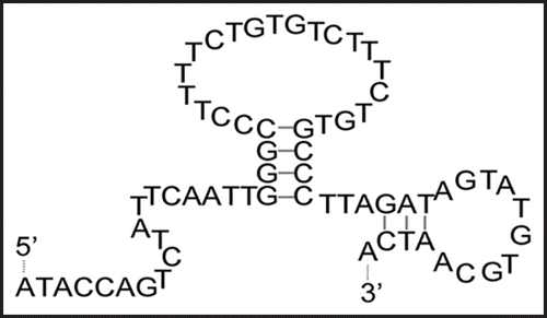 Figure 6 Predicted folding of clone 4–9. The folding of clone 4–9 was predicted using the Mfold web server (Zuker, 2003).