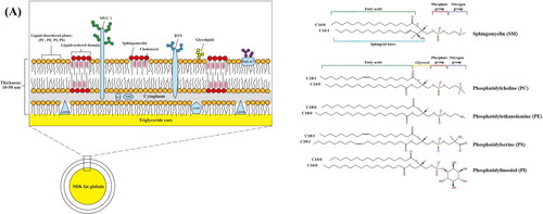 Figure 1. The structure of the milk fat globule membrane (MFGM) (A). molecular structure of MFGM phospholipids (B).