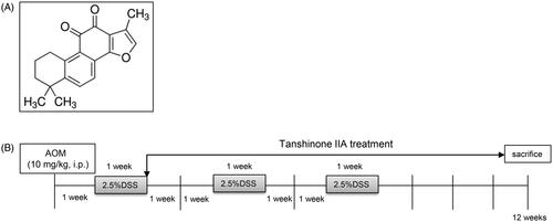 Figure 1. Experimental scheme. (A) Chemical structure of tanshinone IIA. (B) Schematic representation of AOM/DSS-induced colitis-associated colorectal tumorigenesis modelling in mice.