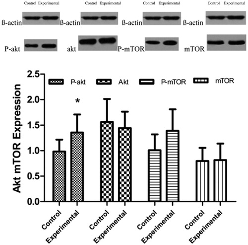 Figure 5. (A) The western blotting bands of P-akt, akt, P-mTOR, and mTOR in the first stage. (B) P-akt、akt、P-mTOR、mTOR expression levels in the control and experimental groups. Significant differences were calculated with respect to the control group. *p < .05.