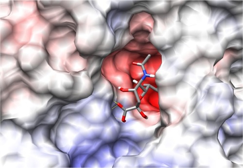 Figure 3 Model showing docked configuration of sialic acid with H1N1 neuraminidase.