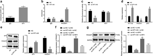 Figure 4. LncRNA WT1-AS inhibited PIK3AP1 expression by recruiting SPI1. a, The enrichment of lncRNA WT1-AS and SPI1 detected by RIP assay; b, The enrichment of SPI1 in PIK3AP1 promoter region detected by ChIP assay, where * p < 0.05 compared with that of the cells treated by IgG; c, The binding fluorescence intensity of lncRNA WT1-AS and PIK3AP1 promoter region detected by dual luciferase reporter gene assay; d, The relative expression of lncRNA WT1-AS and PIK3AP1 in cells transfected with oe-WT1-AS; e, The relative protein expression of PIK3AP1 and lncRNA WT1-AS in cells after transfected with oe-WT1-AS, where * p < 0.05 compared with that of the NC treated cells. f, The relative mRNA expression of PIK3AP1. g, The relative protein expression of PIK3AP1, where * p < 0.05 compared with that of cells treated with oe-NC and si-NC, # p < 0.05 compared with that of cells treated with oe-WT1-AS and si-NC. The above results are all measurement data, expressed as mean ± standard derivation and analyzed using an unpaired t-test. The cell experiments were repeated three times. IgG, immunoglobulin G; ChIP, chromatin Immunoprecipitation; FISH, Fluorescence In Situ Hybridization; RIP, RNA binding protein immunoprecipitation; WT, wild type; MUT, mutant