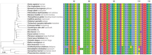 Figure 2. Multiple sequence alignment of mammalian Gld2 sequences. Sequences were downloaded from NCBI and the alignment and editing were performed with Muscle [Citation68], MultiSeq from VMD 1.8.7 [Citation69], and Wasabi [Citation70]. Numbers above the alignment indicate the position in H. sapiens Gld2.