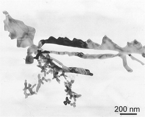 Figure 15. TEM micrograph showing the dendritic particle in Steel V–Ti–N. Li et al. [Citation123]
