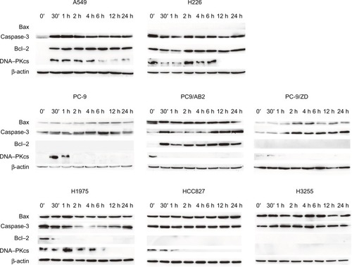 Figure 4 Western blot detection of apoptosis-related protein expression in WT EGFR and EGFR-mutated NSCLC cells in response to X-ray irradiation at a single dose of 4 Gy for the durations indicated.Abbreviations: WT, wild-type; NSCLC, non-small-cell lung cancer.