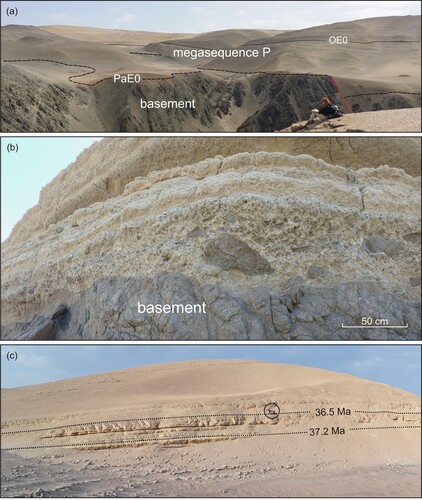 Figure 3. (a) Northeastward panoramic view of the megasequence P strata (Paracas and Otuma sequences) exposed along the eastward side of the Ica River valley at Pampa de la Averia; (b) outcrop detail of the basement-derived pebble- to cobble-sized clasts set in coarse-grained skeletal carbonate sand overlying the PaE.0 unconformity at the base of the Paracas sequence. The crystalline clasts mantling this surface are poorly rounded and have clearly not undergone significant transport. This transgressive lag was produced by wave reworking and winnowing of the underlying basement during relative sea-level rise and erosional shoreline retreat (CitationZecchin et al., 2018); (c) panoramic view of the base of the Otuma sequence at 14°39′42′′S-75°37′5′′W showing the basal concretionary sandstones and the position of two dated ash layers (dotted lines). Encircled geologists for scale.
