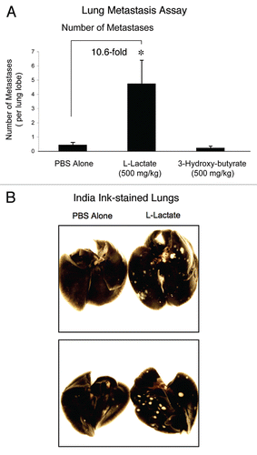 Figure 4 Lactate fuels lung metastasis. To examine the effect of 3-hydroxy-butyrate and L-lactate on cancer cell metastasis, we used a well-established lung colonization assay, where MDA-MB-231 cells are injected into the tail vein of athymic nude mice. After 7 weeks post-injection, the lungs were harvested and the metastases were visualized with India ink staining. Using this approach, the lung parenchyma stains black, while the tumor metastatic foci remain unstained and appear white. (A) Quantitation. The number of metastases per lung lobe was scored. Note that relative to PBS-alone, the administration of L-lactate stimulated the formation of metastatic foci by ∼10-fold. Under these conditions, 3-hydroxy-butyrate had no effect on metastasis formation. *p < 0.01, PBS alone versus L-lactate (Student's t-test and ANOVA); *p < 0.05, PBS alone versus L-lactate (Mann-Whitney test). N = 20 lung lobes counted for each group (B) Images of Lung Metastases. Representative examples of lung metastasis in PBS-alone controls and L-lactate-treated animals are shown. Note that the metastatic foci formed in L-lactate treated animals are more numerous, and are also larger in size.
