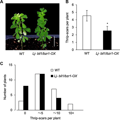 Fig. 3. Lj-bil1/bzr1-OX shows resistance to thrip feeding.Notes: (A) Typical appearance of six-week-old L. japonicus WT and Lj-bil1/bzr-OX plants 30 days after thrip feeding. Thrip scars are visible as white spots on the leaves. Scale bar, 2 cm. (B) and (C) The number of thrip scars per plant of L. japonicus WT and Lj-bil1/bzr-OX plants exposed to thrips for 30 days. Twenty-four plants were analyzed for the WT and Lj-bil1/bzr1-OX genotypes, respectively. (B) Overall average of the number of thrip scars. (C) Plants were separated to 4 groups (0, over 0—for 5, over 5—for 10, over 10) according to scar number and the number of plant in the each group was counted. The single asterisks indicate significant differences relative to the WT at p < 0.05, based on Student’s t test.