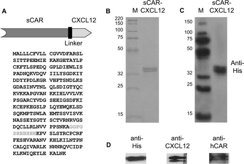 Figure 2 Expression and purification of the bispecific adapter (sCAR-CXCL12).