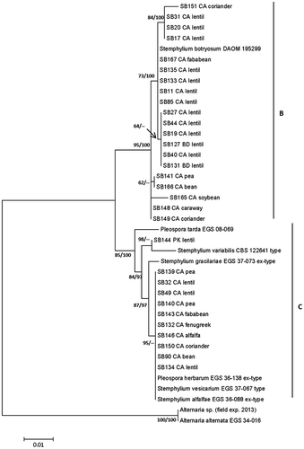 Fig. 3 Maximum likelihood phylogenetic tree (log likelihood = −1930.71) based on the concatenated sequences of the internal transcribed spacer (ITS) and the glyceraldehyde-3-phosphate dehydrogenase (gpd) gene regions for 31 field isolates of Stemphylium spp., the ex-type of S. botryosum DAOM 195299 and an Alternaria sp. sequenced in this study, and the sequences of ex-type/type of six Stemphylium spp. and one isolate of A. alternata retrieved from GenBank. Bootstrap values ≥50% and Bayesian clade support are shown above or below branches. The evolutionary analyses were conducted in MEGA6. Clusters were labelled B and C following Câmara et al. (Citation2002).