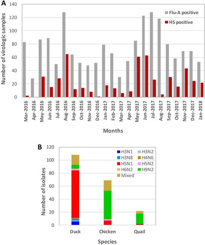 Figure 1. Avian influenza surveillance in Bangladesh live poultry markets (March 2016 – January 2018). Each month, 175 virologic samples were collected and screened. (A) FluA (grey) and H5 (red) positive samples were determined by M and H5-HA gene-specific real-time PCR, respectively and plotted against the months samples were collected. (B) Viruses isolated from ducks, chickens, and quail in LPMs. All FluA-positive duck samples and H5-positive samples from any species were inoculated in eggs. However, only about 10% of H5 negative but FluA-positive chicken and quail samples were inoculated in eggs. Mixed viruses were predominantly H5N1/H9N2, while other combinations of mixed subtypes were isolated less frequently.