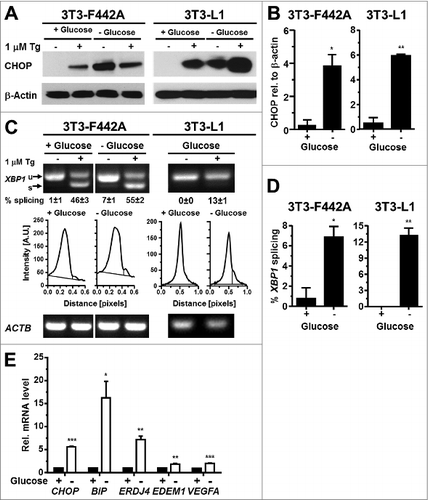 Figure 8. Glucose starvation induces ER stress in adipocytes. (A) CHOP protein levels in in vitro differentiated 3T3-F442A and 3T3-L1 adipocytes maintained for 24 h in the presence of 4.5 g/l D-glucose (‘+ Glucose’) or without any glucose (‘- Glucose’). β-Actin was used as a loading control. (B) Quantitation of the Western blots shown in panel (A). (C) XBP1 splicing in in vitro differentiated 3T3-F442A and 3T3-L1 adipocytes maintained for 24 h in the presence of 4.5 g/l D-glucose or without any glucose. Below the images of the agarose gels the intensity of the ethidium bromide fluorescence was plotted vs. the migration distance of the PCR products. (D) Quantitation of XBP1 splicing shown in panel (C). For both cell lines the average and standard error of three independent repeats are shown. (E) Steady-state mRNA levels of CHOP, BiP, ERDJ4, EDEM1, and VEGFA mRNAs in 3T3-F442A adipocytes maintained for 24 h in the presence of 4.5 g/l D-glucose or without any glucose. p values were obtained from two-tailed, unpaired t-tests.