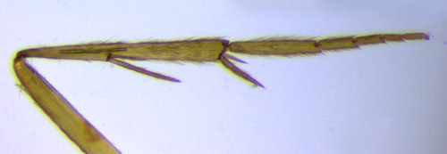 Figure 8. Middle leg of female Zelandoptila moselyi (Trichoptera: Ecnomidae) with swimming hairs on the tibia and tarsi.