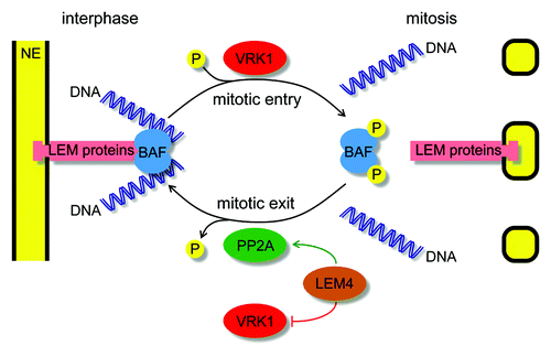 Figure 2. Mitotic regulation of BAF function. During interphase BAF binds as a dimer (light blue) to one LEM domain-containing integral nuclear envelope protein (pink) and to two DNA helices (dark blue). During mitotic entry VRK1 (red) phosphorylates BAF to disrupt its interactions and contributes to nuclear envelope breakdown. During mitotic exit LEM4 (brown) inhibits VRK1 (red) and promotes PP2A (green) to dephosphorylate BAF and to enable its function in post-mitotic nuclear reassembly.