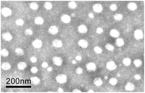 Figure 5. Transmission electron micrograph of Tat-CS-NPs (×40 000).