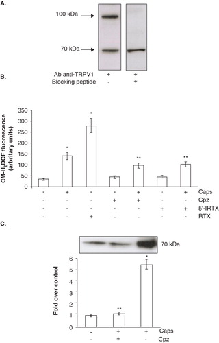Figure 5.  TRPV1 involvement in Ecto-NOX1 modulation. (A) Western blot analysis of TRPV1 receptor. Platelet extracts were immunoblotted with anti-TRPV1 antibody, alone or with TRPV1-specific blocking peptide. The radiographs are representative of four similar experiments. (B) ROS production with TRPV1 agonists and antagonists. Platelets were left untreated or treated with capsaicin (Caps, 100 μM) and resiniferatoxin (RTX, 10 μM) for 45 min; some samples were also pre-treated either with capsazepine (Cpz, 50 μM) or 5′-iodo-resiniferatoxin (5′-IRTX, 20 μM) for 10 min, before incubation with capsaicin. Data are the means ± SE of three independent experiments, each performed in triplicate. *p < 0.001 vs. untreated platelets; **p < 0.05 vs. capsaicin. (C) Western blot analysis of Ecto-NOX1 with TRPV1 agonists and antagonists. Platelets were left untreated or treated with 100 μM capsaicin for 45 min; some samples were also pre-treated with capsazepine for 10 minutes, before incubation with capsaicin. The radiograph is representative of four similar experiments. The histogram represents the densitometric analysis of autoradiography. Values are the means ± SE of three independent experiments, values are reported as fold over control, arbitrarily set to 1, after normalization with tubulin. *p < 0.001 vs. untreated platelets; **p < 0.05 vs. capsaicin.
