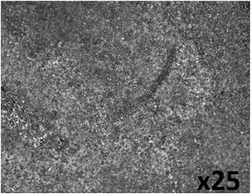 Figure 7. Surface morphology of PCS after corrosion in 0.5 M H2SO4/CLS solution.