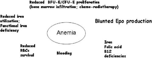Figure 1 Mechanism(s) of anemia in cancer patients.