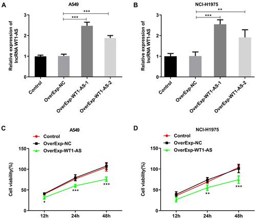 Figure 2 Overexpressed WT1-AS suppressed NSCLC cell proliferation. (A and B) RT-qPCR was adopted to validate the transfection efficiency in A549 cells and NCI-H1975 cells after transfection with WT1-AS overexpression vectors. (C and D) CCK-8 assay was performed to evaluate the effects of overexpressed WT1-AS on the proliferation of A549 and NCI-H1975 cells. *p<0.05, **p<0.01, ***p<0.001.