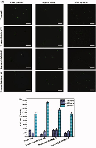 Figure 5. Results of the migration of GFP expressing MDA-MB-231 cells across developed BBB model. Migrated cells imaged by fluorescent microscope after different time periods of cell seeding (A). Quantification of migrated MDA-MB-231 cells (B). Scale bars, 200 µm. The mean values in B for each group were calculated from the results of three independent experiments.