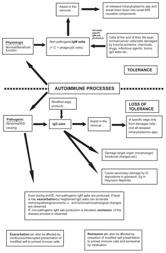 Figure 1 Autoimmune processes initiated and maintained by native and modified autologous antigens.Removal of the inciting agent that modifies the autologous ags, if it can be identified (it could be a drug, infectious agent etc);Increase in the specific IgM aab response against the target ags capable of removing both modified and native ags from the circulation; orPreferably both 1 & 2.“Native” aags initiate and maintain physiologic IgM aab response throughout life, assisting in the removal of intracytoplasmic aags released into the intravascular space.