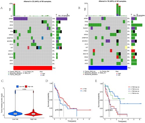 Figure 7. Analysis of gene mutations and survival. The top 15 mutation frequencies of genes with the highest frequencies between the (A) HR and (B) LR subgroups. (C) A violin plot was used to present the difference in tumour mutation burden between the low-risk and high-risk groups. The samples were then allocated into the H-TMB and L-TMB cohorts based on the median value of the TMB score in all cohorts. The effect of TMB (D) and TMB with risk score (E) on patient survival indicated that the TMB values were not associated with patient survival (p = 0.295), but the risk score was significantly associated with patient survival (p < 0.001).