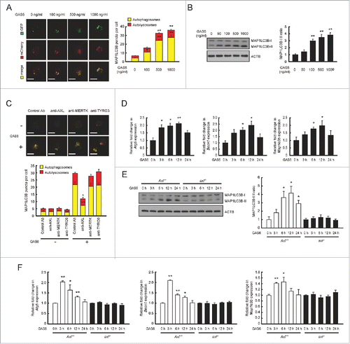 Figure 1. Interaction between GAS6 and AXL induces autophagy in macrophages. (A) mCherry-EGFP-MAP1LC3B expressing P388D1 cells were treated with various concentrations of GAS6 for 24 h. After treatment, the formation of autophagosomes (yellow puncta) and autolysosomes (red puncta) was analyzed under a confocal microscope (left panel). Scale bar: 10 μm. Quantifications of autophagosome and autolysosome formation are shown in the right panel. (B) P388D1 cells were treated with various concentrations of GAS6 for 24 h. After treatment, cell lysates were subjected to immunoblot analyses using anti-MAP1LC3B antibody and anti-ACTB/actin, β antibody (left panel). The ratios of MAP1LC3B-I to MAP1LC3B-II are shown in the right panel. (C) mCherry-EGFP-MAP1LC3B-expressing P388D1 cells were treated with various TAM neutralizing antibodies in the presence or absence of GAS6 (100 ng/ml) for 24 h. Then, the formation of autophagosomes and autolysosomes was analyzed by confocal microscopy (upper panel). Scale bar: 10 μm. Quantifications of autophagosome and autolysosome formation are shown in the lower panel. Control antibody, isotype control; anti-AXL, AXL neutralizing antibody; anti-MERTK, MERTK neutralizing antibody; anti-TYRO3, TYRO3 neutralizing antibody; “−”, no treatment; “+”, treatment. (D) P388D1 cells were treated with GAS6 (100 ng/ml) for the indicated times. After treatment, qRT-PCR was performed using mRNA from each cell as a template. (E and F) Peritoneal macrophages isolated from Axl+/+ and axl−/− mice were treated with GAS6 (100 ng/ml) for the indicated times. After treatment, cell lysates were subjected to immunoblot analyses (E, left panel). The ratios of MAP1LC3B-I to MAP1LC3B-II are shown (E, right panel). Also, qRT-PCR was performed using mRNA from each cell as a template (F). Axl+/+, Axl+/+ peritoneal macrophages; axl−/−, axl−/− peritoneal macrophages. All data represent the mean ± SEM from 3 independent experiments. *P < 0.05; **P < 0.01.