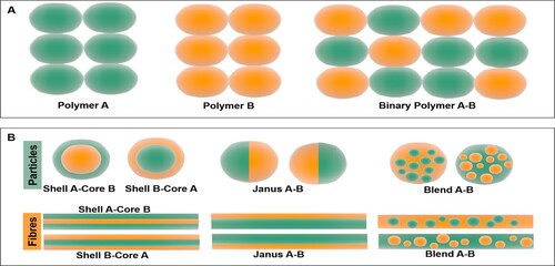Figure 1. Schematic representation of (A) binary polymers composed of two different types of polymer molecules, (B) binary polymers systems for particle and fibre applications (i) core shell, (ii) Janus, (iii) blend.