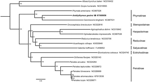 Figure 1. Phylogenetic relationship of 16 Reduviidae species inferred from ML analysis based on 13 protein-coding genes and two rRNA genes (12,697 bp). Phylogenetic tree was generated by IQ-TREE 1.6.5 (Trifinopoulos et al. Citation2016) under the GTR + I + G model. The nodal values indicate the bootstrap percentages obtained with 1000 replicates. Alphanumeric terms indicate the GenBank accession numbers.