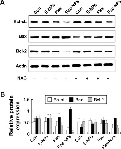 Figure 7 Effect of free Pae or Pae-NPs on the expression of apoptotic proteins in A549 cells.Notes: (A) Blots of Bcl-XL, Bax, and Bcl-2 from cells treated with different agents. (B) Semi-quantification of protein expression. Data are represented as mean ± SD.Abbreviations: Pae, paeonol; Pae-NPs, Pae-loaded nanoparticles; E-NPs, empty nanoparticles; SD, standard deviation; NAC, N-acetylcysteine; Con, control.
