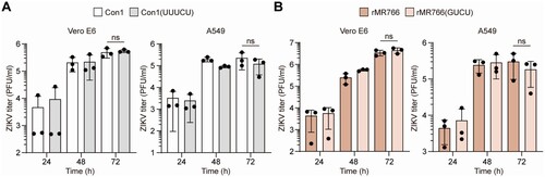 Figure 4. Functional equivalence of the evolutionally diverged ZIKV 3′-end sequences in viral genome replication. Comparisons of growth kinetics of Con1 (A) and rMR766 (B) with their derivatives Con1(UUUCU) and rMR766(GUCU) in Vero E6 and A549 cells (MOI = 0.01). ns, not significant (by unpaired Student’s t-test).