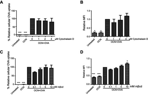 Figure 3 The effect of inhibitors on the internalization of OVA delivered by OCNs. J774A.1 cell line was pretreated with various concentrations of cytochalasin D or mβcd for 30 mins before the addition of OCN+OVA (1:1). Cells were further incubated for another 1 hr. The percentage of relative cellular OVA uptake and the relative MFI were calculated relative to OCN+OVA without inhibitor. (A, B) The results obtained from cells treated with cytochalasin D. (C, D) The results obtained from cells treated with mβcd. The results represent the mean ± SEM from three experiments. The data were analyzed by one-way ANOVA followed by Tukey’s multiple comparison post hoc test. *p<0.05, **p<0.01, and ***p<0.001.