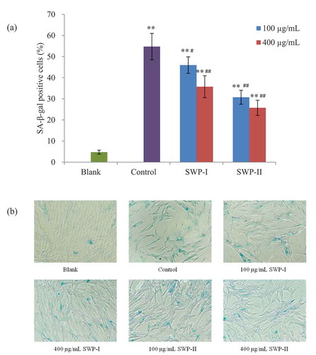 Figure 9. Inhibitory effects of SWP-I and SWP-II on oxidative stress-induced premature senescence in 2BS cells. (a) The ratios of SA-β-gal positive cells were assessed using a paired T-test. Data are shown as mean± SEM, n = 4. ** p < .01 versus the blank group, ## p < .01 versus the control group. (b) Morphological changes of 2BS cells after staining with SA-β- Gal were observed by optical microscopy. Magnification: 100 ×.
