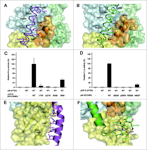 Figure 4. Details of the binding between ATG5 and its interaction partners, and mutagenesis mapping of the critical residues for these associations. (A) Magnified view showing the details of the interactions by the AFIM of ATG16L1. (B) Magnified view showing the details of the interaction by the AFIM of TECPR1. ATG5 is shown as a ribbon with a transparent molecular surface. The color scheme is the same as Figure 2. Key residues for the interaction between ATG5 and its binding partners are shown using a labeled stick model. Black dashed lines designate hydrogen bonds. (C) Mammalian 2-hybrid analysis of the ATG5-ATG16N69 interaction. (D) Mammalian 2-hybrid analysis of the ATG5-TECAIR interaction. FLuc activities were normalized to RLuc activities and the normalized FLuc activity of the cells transfected with pM and pVP16 was arbitrarily set at 100%. Each bar and line represents the mean and standard deviation values of 3 independently performed transfections. (E) Magnified view showing the additional interaction of the C-terminal extended helical region of ATG16N69. (F) Magnified view showing the additional interaction of the C-terminal unstructured region of TECAIR.