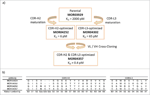Figure 1: (a) Schematic representation of the in vitro affinity maturation steps applied in the selection of high affinity GM-CSF antibodies. KD values are indicated. Citation17 (b) Sequence overview of CDR-H2 and CDR-L3 of anti-GM-CSF antibodies MOR03929, MOR04302, MOR04252 and MOR04357. Kabat Citation27 numbering scheme is shown.