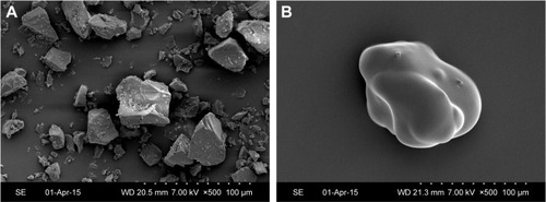 Figure 4 Scanning electron micrographs.Notes: (A) ASD (×500 magnification). (B) APC (×500 magnification).Abbreviations: ASD, Akebia saponin D; APC, Akebia saponin D–phospholipid complex.