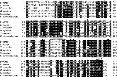 Fig. 2. The deduced amino acid sequence of Fv-OMT was compared with those of O-methyltransferases from L. bicolor, T. versicolor, D. squalens, S. hirsutum, and C. cinerea okayama.Notes: Conserved amino acids are indicated as white characters. The conserved residues that are divalent metal ions with plant CCoAOMT (●) or cofactor-binding sites with mammalian catechol OMT (○).