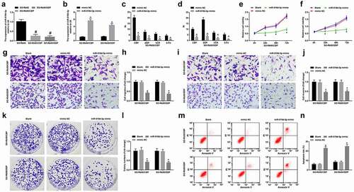 Figure 4. MiR-519d-3p represses drug resistance of RB cells. A, miR-519d-3p expression in parent and drug-resistant cells; B, miR-519d-3p expression in drug-resistant cells detected using RT-qPCR; C-D, RI of drug-resistant RB cells under treatment of different concentrations of drug; E-F, viability of drug-resistant cells detected using MTT assay; G-J, invasion and migration of drug-resistant cells detected using Transwell assay; K-L, colony formation ability of drug-resistant cells detected using colony formation assay; M-N, apoptosis of drug-resistant cells detected using flow cytometry; # P < 0.05 vs the SO-Rb50 cells, ^ P < 0.05 vs the mimic NC group, * P < 0.05 vs the blank cells; N = 3; the measurement data were expressed as mean ± standard deviation, unpaired t-test was performed for comparisons between two groups, one-way ANOVA was used for comparisons among multiple groups and Tukey’s post hoc test was used for pairwise comparisons after one-way ANOVA