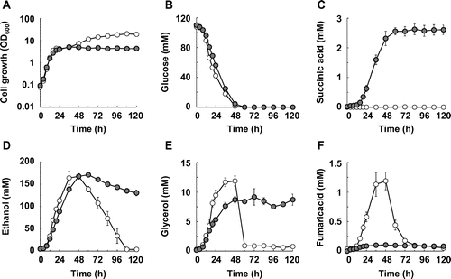 Fig. 1. Succinic acid production in the SDH1- and SDH2-disrupted S. cerevisiae strains.Note: (A) Cell growth, (B) glucose concentration, (C) succinic acid concentration, (D) ethanol concentration, (E) glycerol concentration, and (F) fumaric acid concentration in the BY4739 (hollow circles) and BY4739sdh12 (solid circles) strains are shown. Average ± standard deviation for three independent culture experiments is shown.