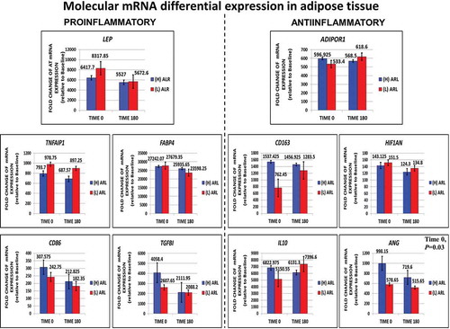 Figure 5. Direct measurements performed for fasting (0ʹ) and fed (180ʹ) subcutaneous fat transcriptomic profiling looking for molecular trends in adipose tissue dysfunction or inflammation differential gene expression in key proinflammatory and anti-inflammatory genes. The expression of the anti-inflammatory gene ANG was significantly decreased in the (l)ALR subgroup in fasting