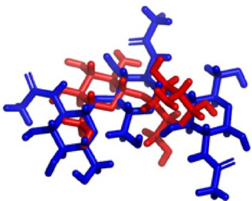 Figure 9 Representation of docked complex of chitin with chitosan oligosaccharide and its hydrogen and hydrophobic interaction (chitin is in blue color, chitosan in red color).