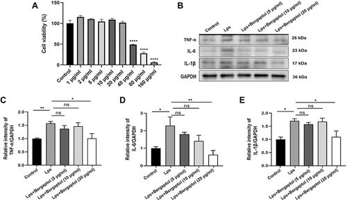 Figure 7 Effects of Bergaptol on the cytotoxicity and inflammatory factor production in the LPS-stimulated BV-2 cells. (A) BV-2 cells were treated with Bergaptol (1, 2, 5, 10, 20, 40, 80 and 160 μg/mL) and cellular activity was measured after 24 hours. (B) Representative Western blotting bands for TNF-α, IL-6, IL-1β and GAPDH of BV-2 cells. (C–E) Quantitative analysis of Western blotting bands and the protein expression level was standardized as GAPDH. The results are expressed as mean ± SEM (n=3). *P < 0.05, **P < 0.01 and ****P < 0.0001 as compared with the LPS group.