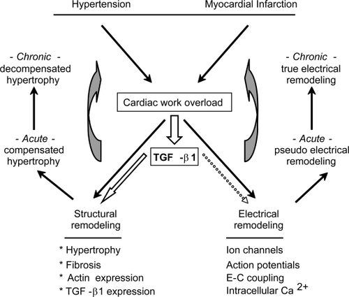 Figure 2 Role of TGF-β on ventricular remodeling. Certain human diseases provoke cardiac work-overload, which in turn promotes several changes known as structural and electrical remodeling. Initially, these changes help the heart to meet the needs of the body, by means of optimizing cardiac output (acute remodeling). However, in response to prolonged stimuli the remodeling becomes inadequate and contributes per se to cardiac dysfunction (vicious circles indicated by gray arrows). Interestingly, work-overload also increases the expression levels of TGF-β1. In fact, TGF-β1 per se reproduces most of the hallmarks associated to structural remodeling (asterisks), including its own overexpression. TGF-β1 may also provoke electrical remodeling (dotted arrow), but the corresponding effects have not been thoroughly investigated.