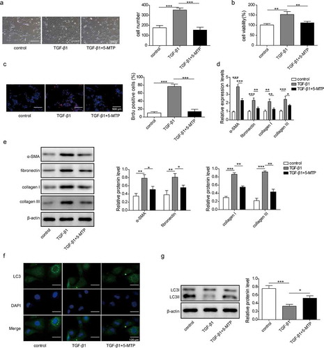 Figure 1. 5-MTP inhibited the proliferation and fibrosis of LX-2 cells