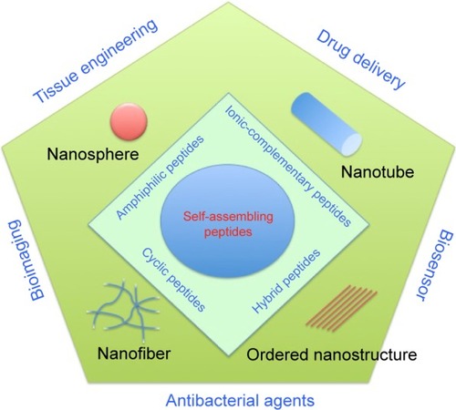 Figure 1 Schematic illustration of various nanostructures (nanosphere, nanotube, nanofiber, and ordered nanostructure) formed by self-assembling peptides (amphiphilic peptides, ionic-complementary peptides, cyclic peptides, and hybrid peptides) and their applications in tissue engineering, drug delivery, bioimaging, and biosensors.