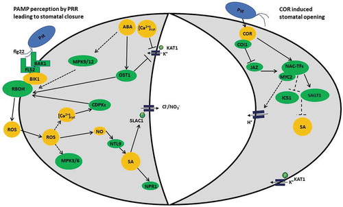 Figure 1. Stomatal guard cell response to Pseudomonas syringae. Guard cells play an early role in plant immunity and respond to the pathogen P. syringae in a number of ways. Aperture of the stomatal pore is modulated by turgor pressure of the surrounding guard cells, and the solute potential is controlled by anion channels and K+ channels. During stomatal closure, these channels are regulated by a series of signaling events initiated by perception of the pathogen by the guard cell. PAMPs (or MAMPs), like flg22, released from the pathogen are recognized by transmembrane receptors such as FLS2 and BAK1. BAK1 associates FLS2 which in turn associates with BIK1 to activate RBOH, and initiate ROS burst. MPK3 and MPK6, as well as RBOH, NO, and ROS burst are downstream effects of FLS2 recognition of flg22. PAMP perception also triggers Ca2+ channels leading to intercellular Ca2+ increase and CDPK activation. The overall effect of PTI and ETI is to stop the spread of the pathogen. While generation of ROS signals play an important role, various plant hormones including SA, JA, and ABA also play a role in this stomatal response. Some evidence shows that SA-induced stomatal closure is linked to NO and the NTL9 transcription factor which controls SA biosynthesis in this process. Increase in SA activates NPR1, a key regulator of SAR signaling. Increased levels of endogenous ABA during the biotic stress inhibit H+ extrusion, activate Ca2+ uptake channels, and also activate both slow ‘S-type’ and rapid ‘R-type’ anions efflux channels. These changes lead to K+ efflux via the voltage-gated outward K+ channel GORK and membrane depolarization.Citation24 These K+ and anion changes increase water potential in the guard cells and drive water to move out, causing stomatal closure. ABA also activates stomatal closure via the activation of the serine-threonine protein kinase OST1. Phosphorylation by OST1 activates SLAC1 anion channels and inhibits the KAT1 K+ inward rectifying channels. Ions move out and water potential in the guard cells is increased, water moves out and turgor pressure decreases, resulting in closure of the stomatal pore. During pathogen-induced stomatal opening, the pathogen effector COR structurally mimics the plant hormone JA-Ile and binds to COI1 to trigger the degradation of JAZ proteins. Additionally, COR induces NAC transcription factors that bind MYC2 and repress SA synthesis leading to reopening of stomata.